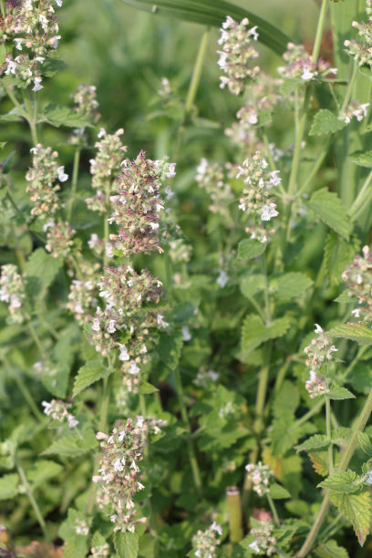 夏季花园中盛开的玛丽莎图片下载