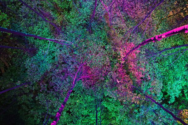 聚光灯下的树冠在彩虹色图片下载