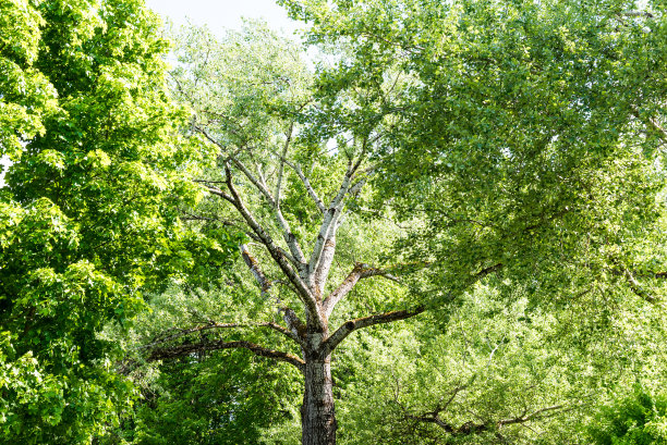白杨树或白杨树，树皮为白色。图片下载