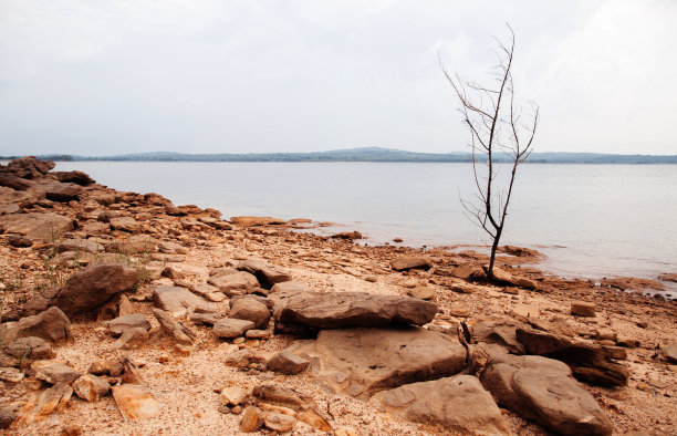 在河流或大坝的沙质岩石岸边的枯树图片下载