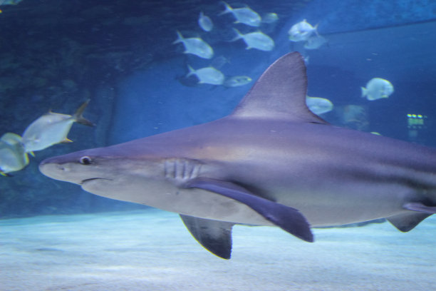 大水族馆里的鲨鱼图片下载