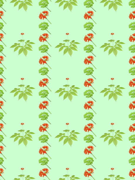 野生韩国人参。无缝模式。图片下载