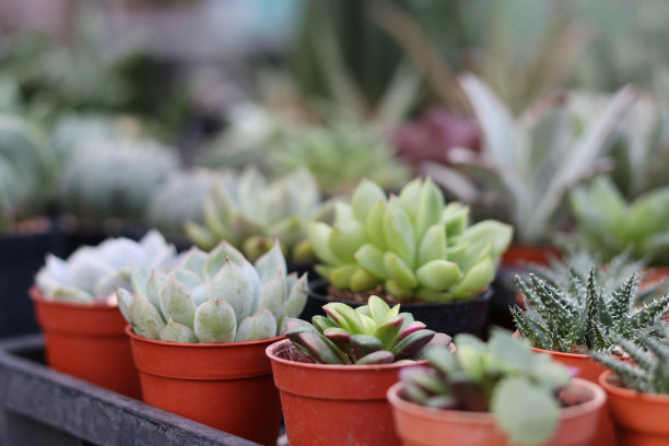 背景模糊的多汁仙人掌。图片下载