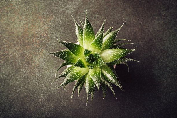 室内盆栽植物多汁图片下载