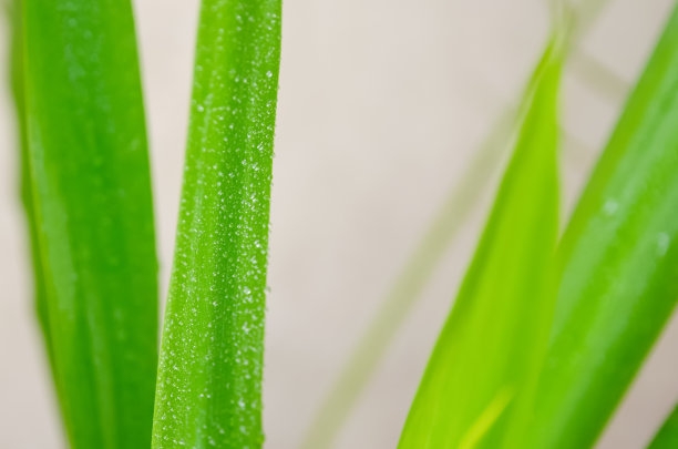 绿叶与水珠，相映成趣。背景图片下载