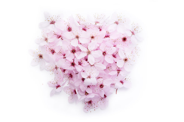 新鲜的春天樱花心形图片下载