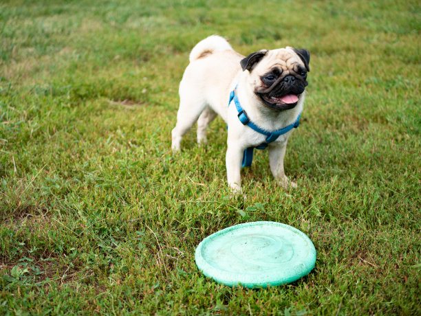 可爱的小哈巴狗在草地上玩耍图片下载