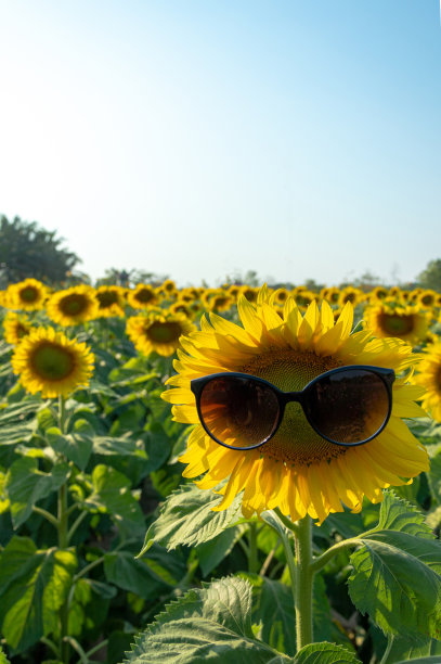 向日葵戴着太阳镜在蓝天下的田野里图片下载