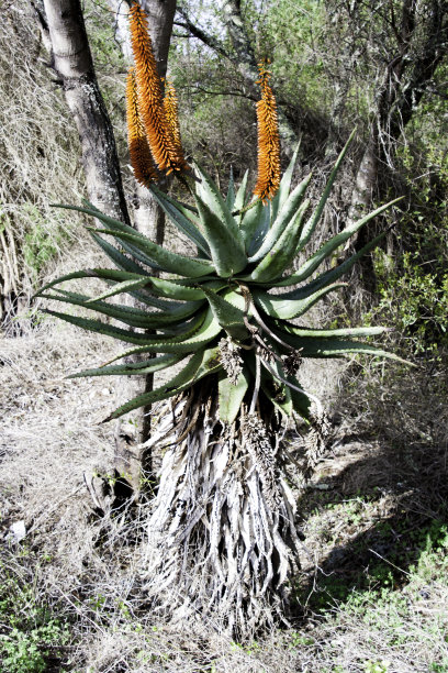 野生芦荟植物图片下载