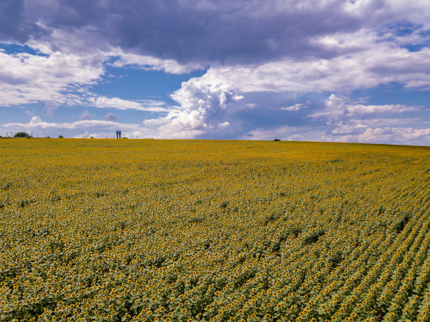 空中飞过盛开的黄色向日葵田，碧空无云。蓝天下的向日葵和白云。精彩的无人机生态概念照片图片下载