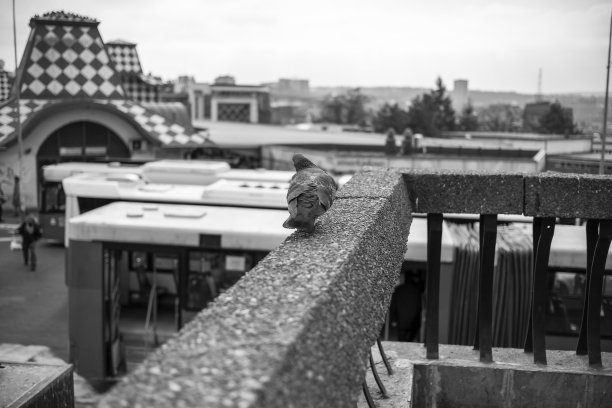 塞尔维亚——贝尔格莱德，一只鸽子在绿花环公共汽车站的混凝土栅栏上休息图片下载