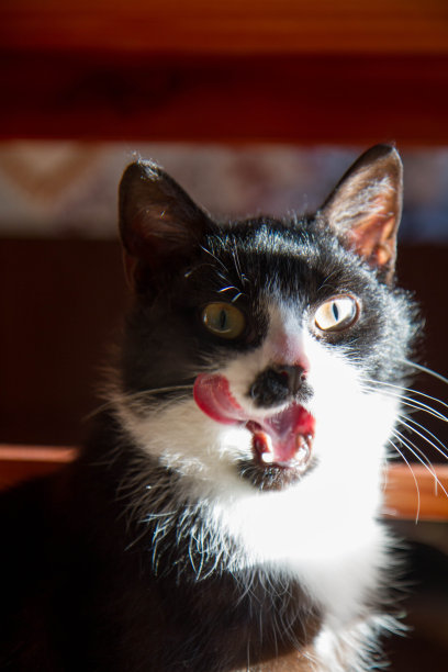 黑白猫图片下载