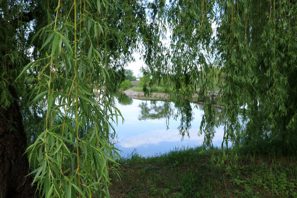 乌克兰第聂伯河岸边的一棵巨大的柳树图片下载