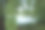 乌克兰第聂伯河岸边的一棵巨大的柳树图片下载