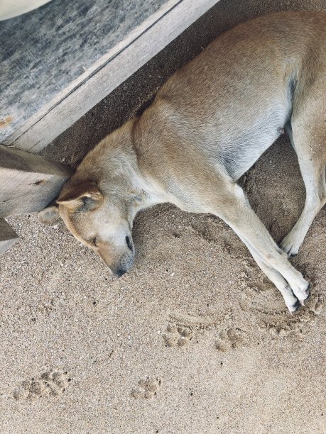 睡觉的狗图片下载