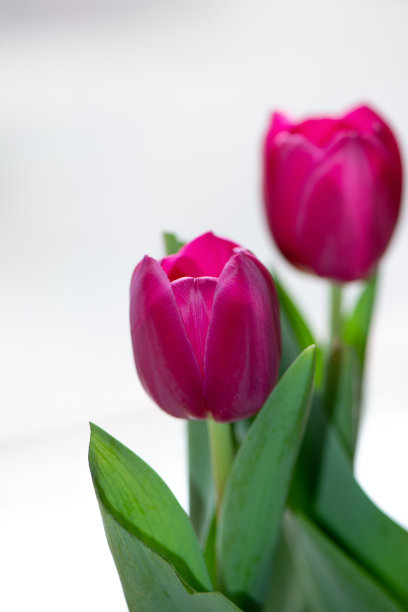 三束粉红色的郁金香在一个明亮的背景。图片下载