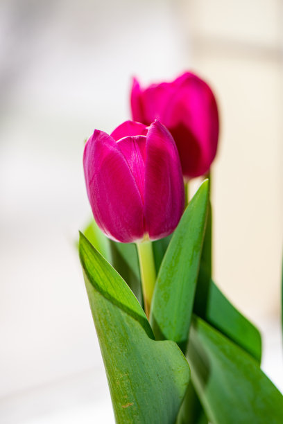 三束粉红色的郁金香在一个明亮的背景。图片下载