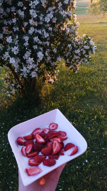 新鲜的草莓图片下载