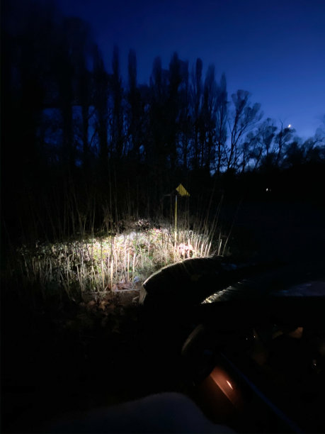 在黄昏时，汽车的前灯照亮了森林的一部分图片下载