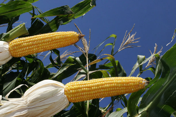 玉米田图片下载