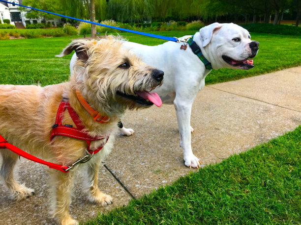 两只快乐的狗在散步图片下载