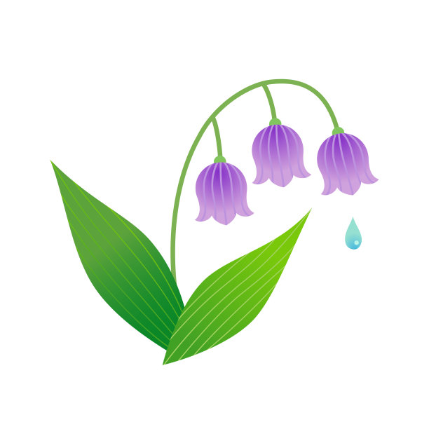 孤立在白色背景上的山谷百合图片下载