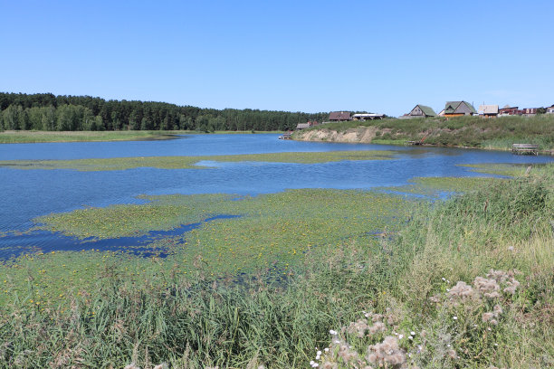 俄罗斯新西伯利亚地区扎维亚洛沃村卡拉干河上的灌木丛图片下载