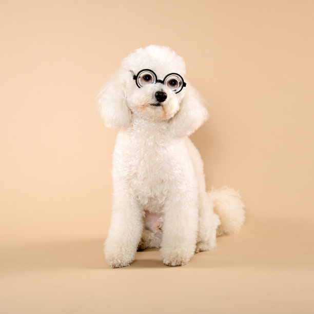 可爱的毛茸茸的白色狮子狗戴着眼镜图片下载