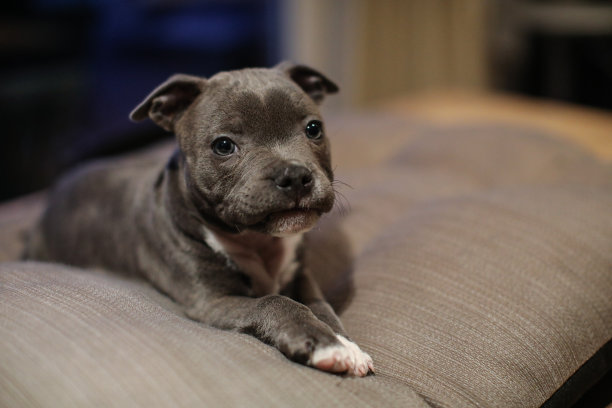 蓝色美国斯塔福德梗(小狗)素材图片