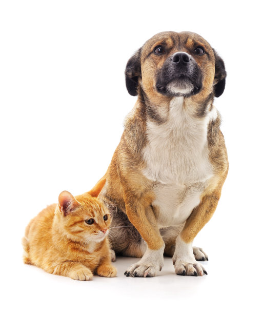 小猫和小狗。图片下载