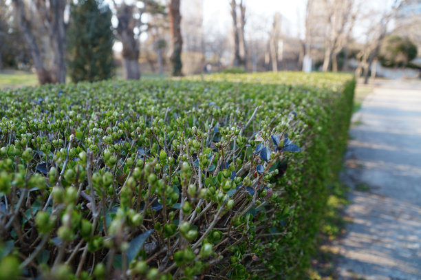 从常青灌木上均匀修剪的树篱图片下载