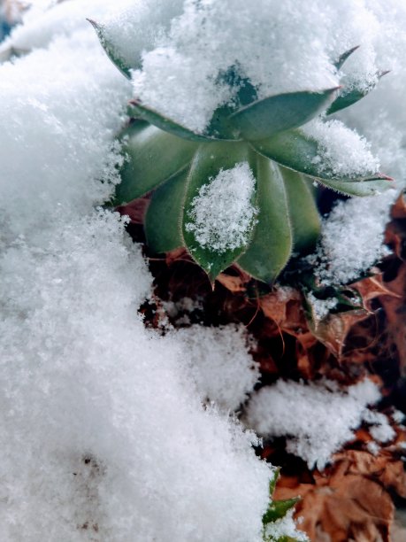 雪下常见的顶蓬药用植物图片下载