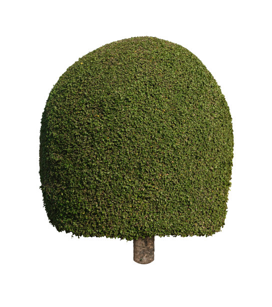 树孤立的白色背景图片下载