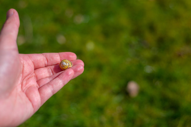 一只蜗牛壳躺在一只手上，背景是绿色的图片下载