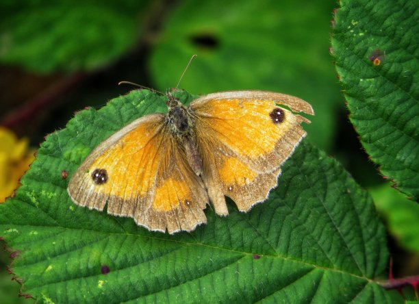 守门人素材图片