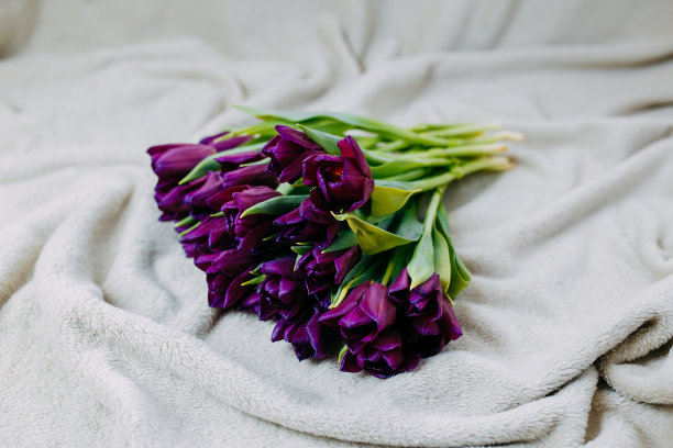 春天的花，一束紫色的郁金香在米色格子。图片下载