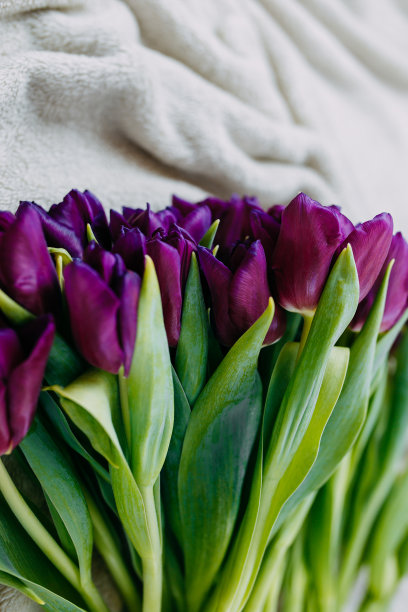 春天的花，一束紫色的郁金香在米色格子。图片下载