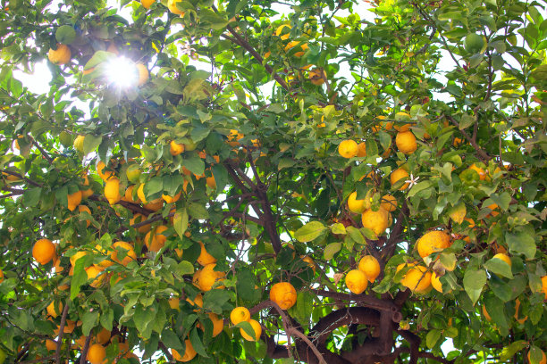 阳光透过柠檬树的树枝图片下载