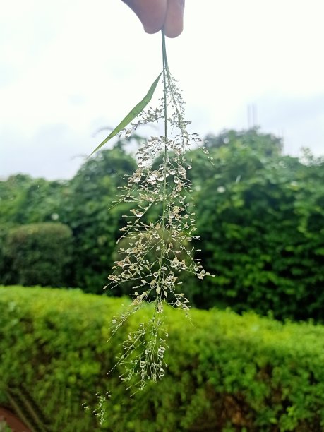 植物中的水滴图片下载
