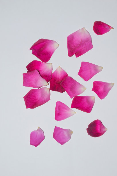 鲜红玫瑰花瓣的特写图片下载