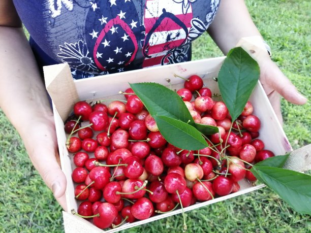 樱桃采摘图片下载