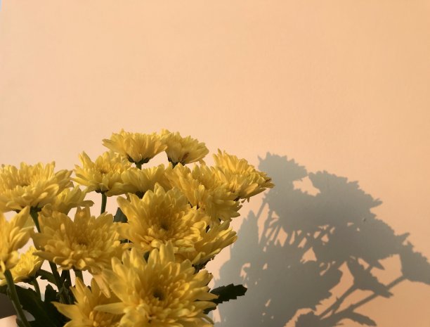 墙上黄花的影子图片下载