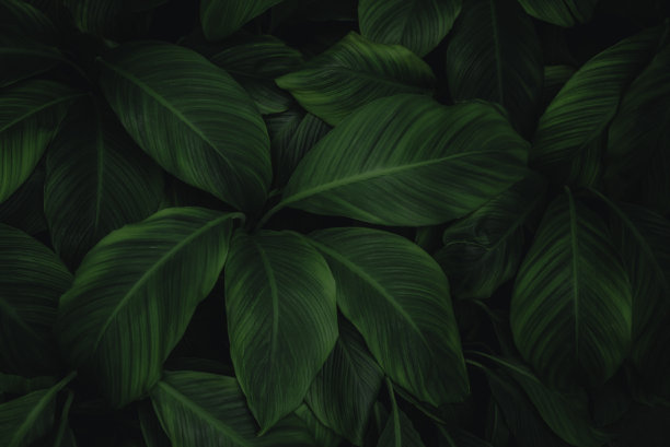 绿叶做背景和墙纸图片下载