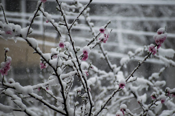 花树的树枝上覆盖着雪。图片下载