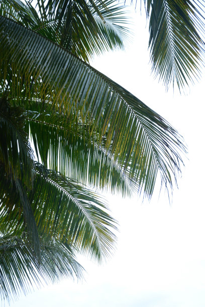 热带棕榈叶图片下载