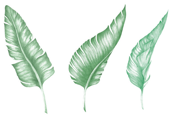 热带collecton水彩。棕榈、香蕉和长着热带花朵的怪兽叶。图片下载