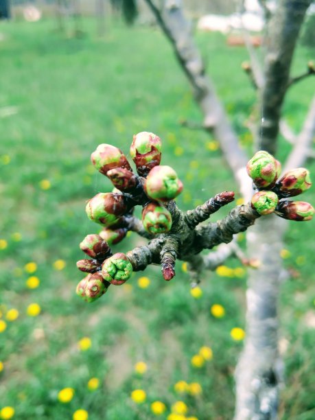 早春在樱桃树上的花蕾图片下载