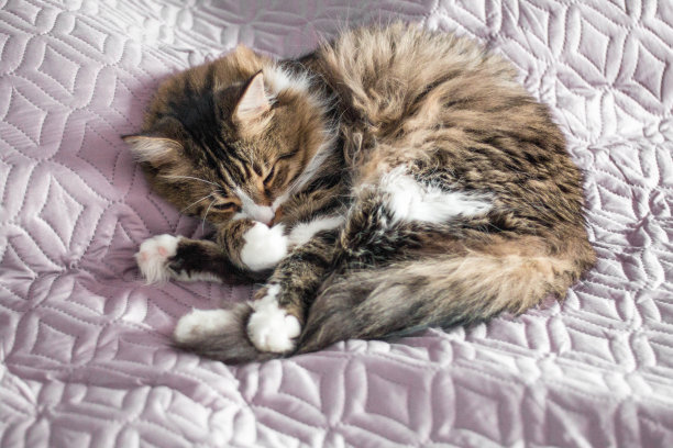 一只正在睡觉的棕色成年猫。蜷缩在床上。垂直的照片。从上往下看。平的。fFatlay。布局。前视图。断然。图片下载