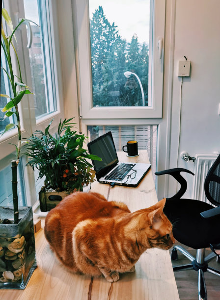 西班牙人是时候在家工作了图片下载