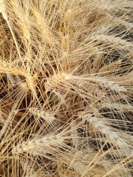 麦田里夏日的晚霞图片下载